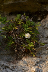 Potentilla saxifraga