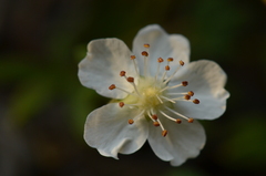 Potentilla saxifraga