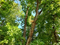 Cerioporus squamosus