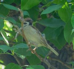 Passer montanus