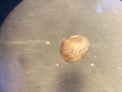 Sphaerium occidentale