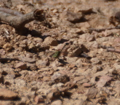 Onychogomphus forcipatus