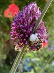 Misumena vatia