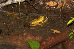 Osteocephalus yasuni