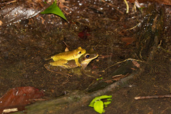 Osteocephalus yasuni