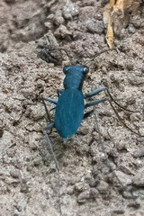 Dromochorus pilatei