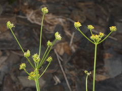 Cymopterus petraeus