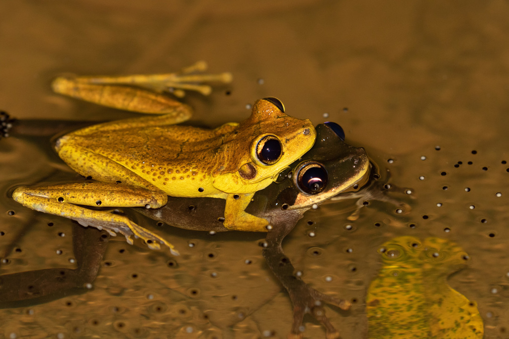 Yasuni Bromeliad Treefrog