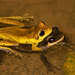 Yasuni Spiny-backed Frog - Photo (c) Cullen Hanks, some rights reserved (CC BY-NC), uploaded by Cullen Hanks