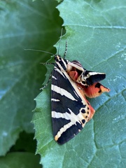 Euplagia quadripunctaria