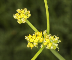 Cymopterus petraeus