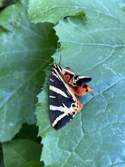 Euplagia quadripunctaria