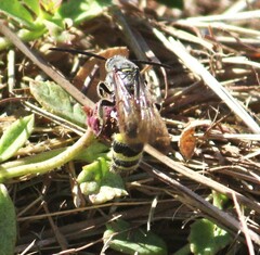 Dielis plumipes