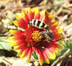 Dielis plumipes