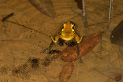 Osteocephalus yasuni