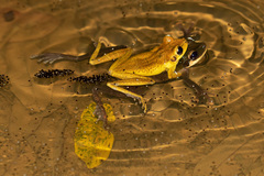 Osteocephalus yasuni