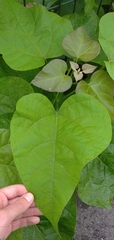 Paulownia tomentosa
