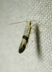Argyresthia conjugella