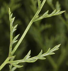 Cymopterus petraeus