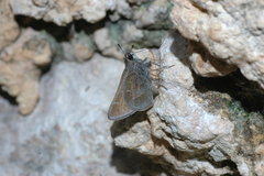 Atrytonopsis pittacus