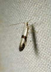Argyresthia conjugella