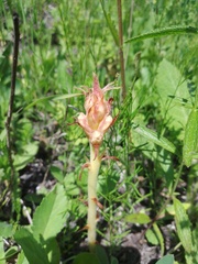 Orobanche alba