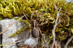 Alopecosa beckeri