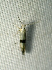 Argyresthia conjugella