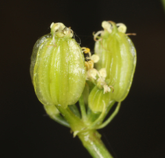 Cymopterus petraeus