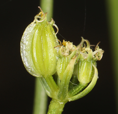 Cymopterus petraeus
