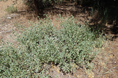 Salvia pachyphylla