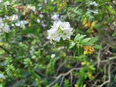 Veronica elliptica