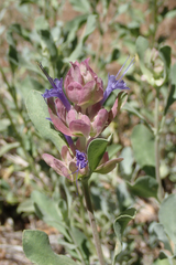 Salvia pachyphylla