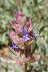 Salvia pachyphylla