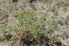 Euphorbia lurida