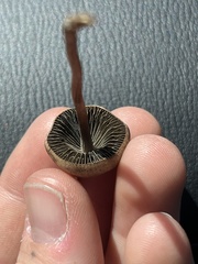 Panaeolus cinctulus