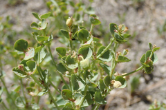 Euphorbia lurida