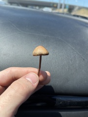 Panaeolus cinctulus