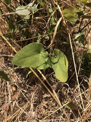Aristolochia californica