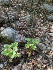 Heuchera