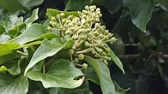Hedera azorica
