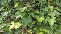 Hedera azorica