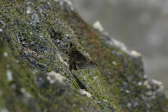 Atrytonopsis pittacus