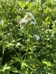 Napaea dioica