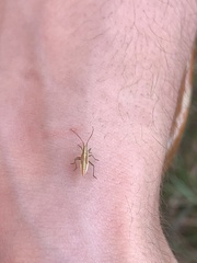 Stenodema trispinosum