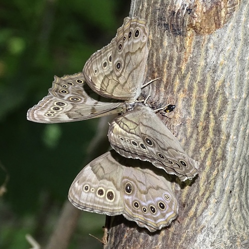 Northern Pearly-eye, Devon Place, Halton Hills, ON, CA, photo 6 of 10