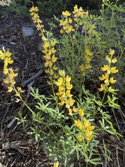 Lupinus densiflorus aureus