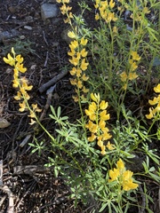 Lupinus densiflorus aureus