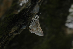 Atrytonopsis pittacus