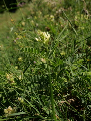Astragalus cicer